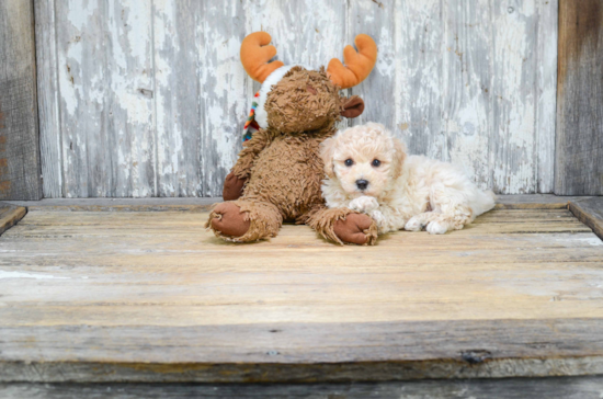 Little Maltese Poodle Poodle Mix Puppy