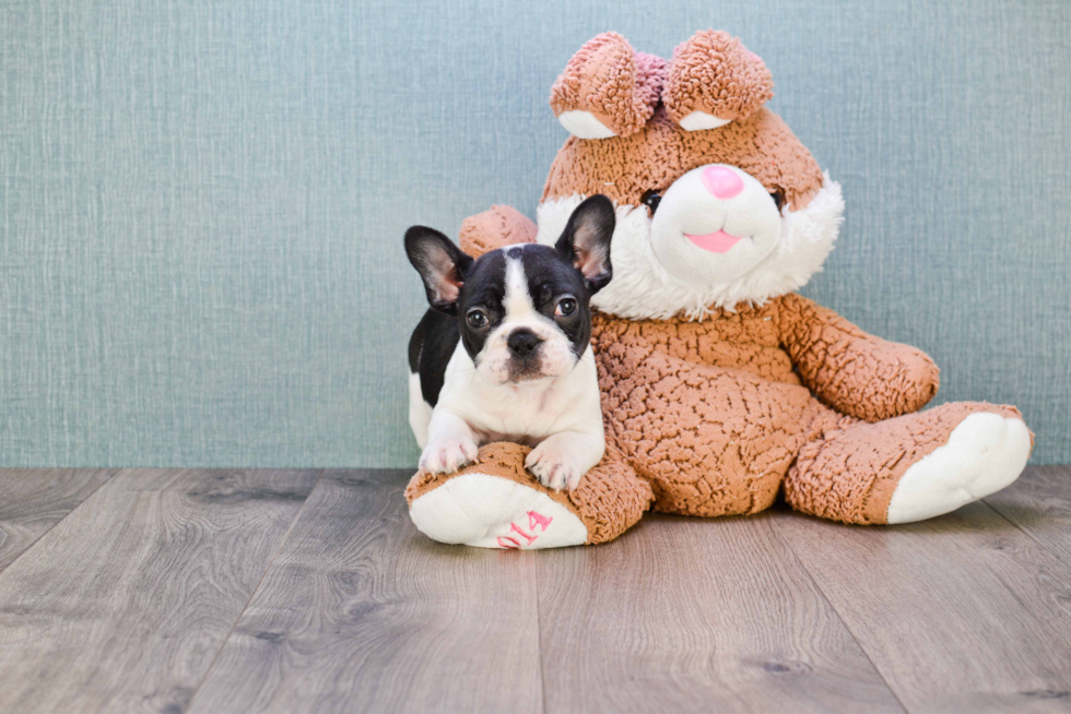 Best French Bulldog Baby