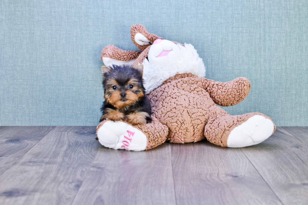 Meet Giselle - our Yorkshire Terrier Puppy Photo 