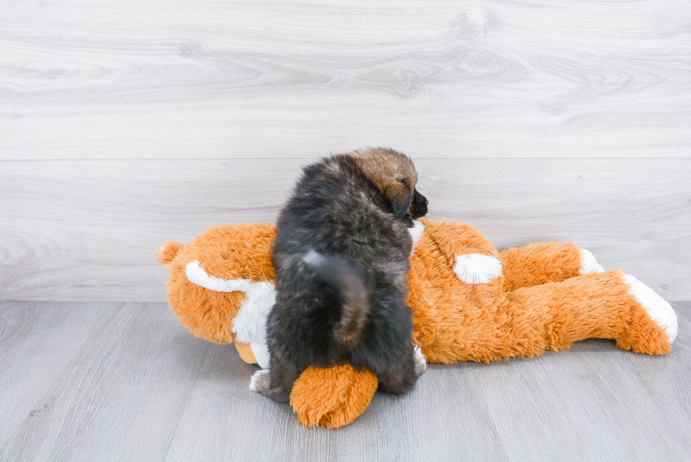 Playful Pomeranian Purebred Pup