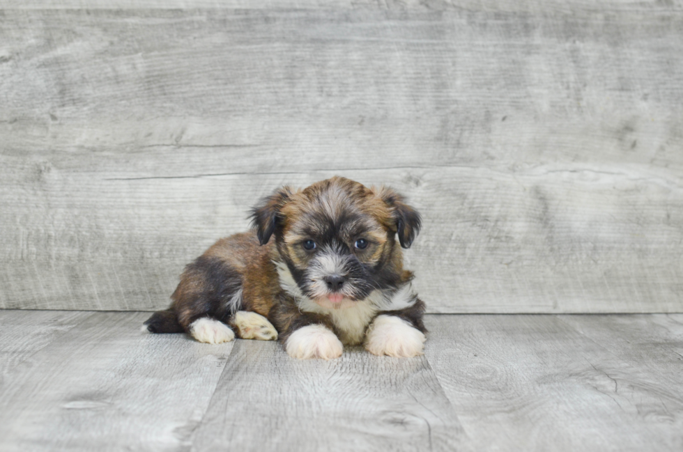 Funny Havanese Purebred Pup