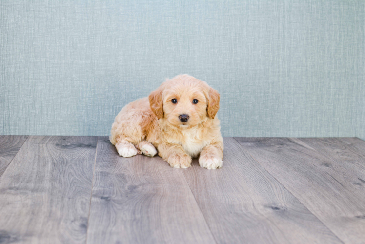 Best Mini Goldendoodle Baby