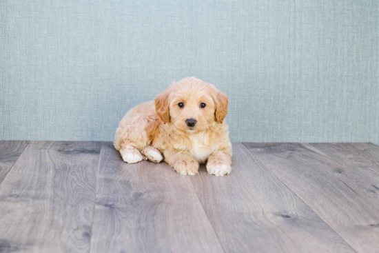 Best Mini Goldendoodle Baby