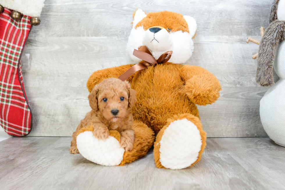 Poodle Pup Being Cute