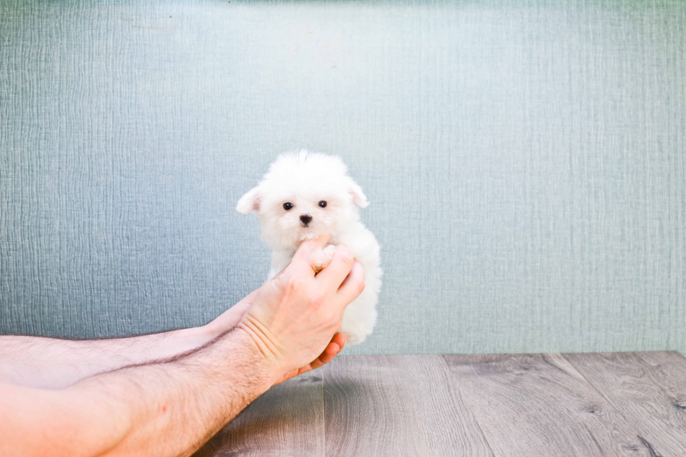 Maltese Pup Being Cute