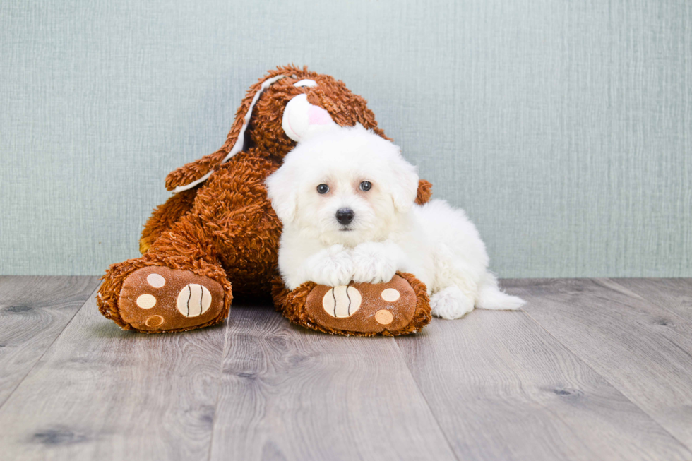 Bichon Frise Pup Being Cute