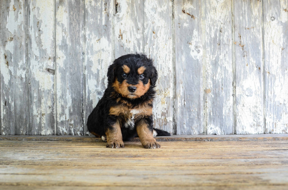 Energetic Bernadoodle Poodle Mix Puppy