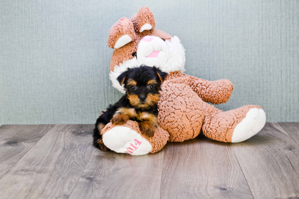 Meet Timmy - our Yorkshire Terrier Puppy Photo 