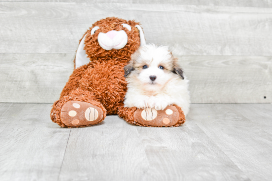 Best Havanese Baby