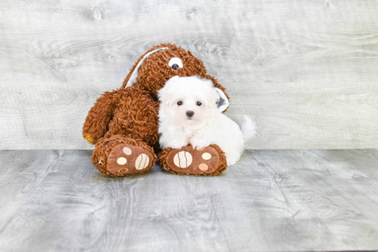 Small Maltese Baby