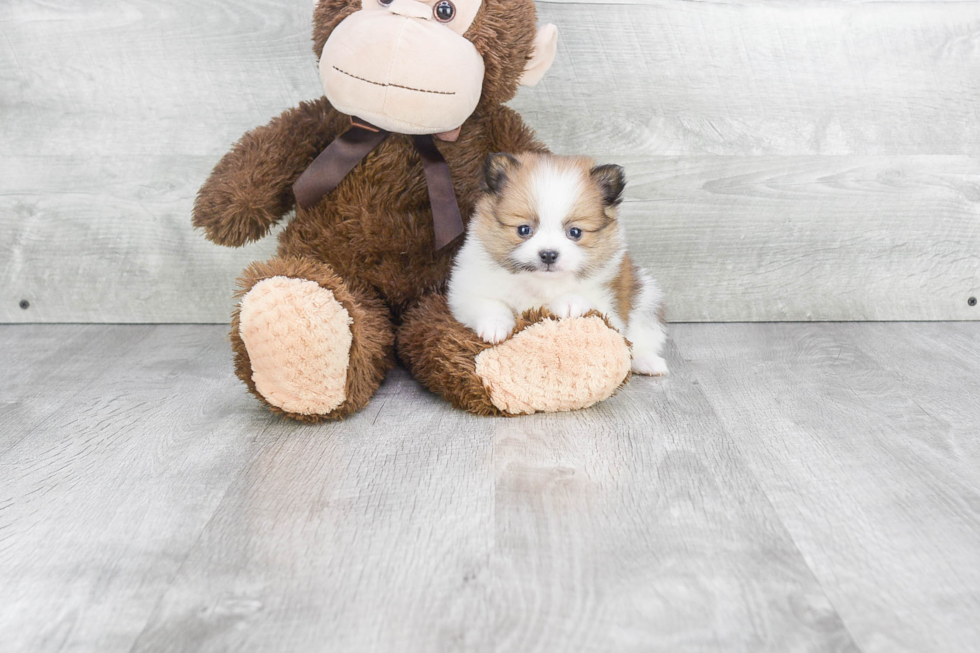 Adorable Pomeranian Purebred Puppy