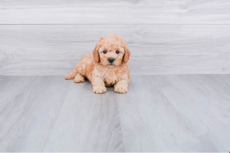 Adorable Golden Retriever Poodle Mix Puppy