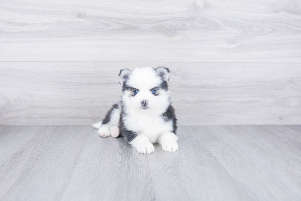 Small Pomsky Baby