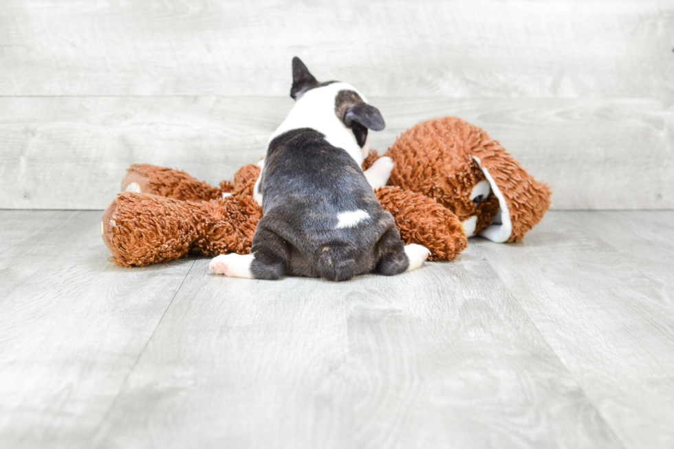 Popular French Bulldog Baby