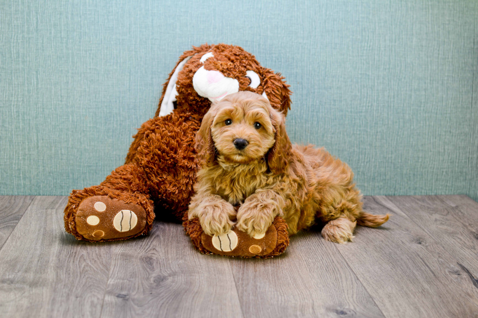 Best Mini Goldendoodle Baby