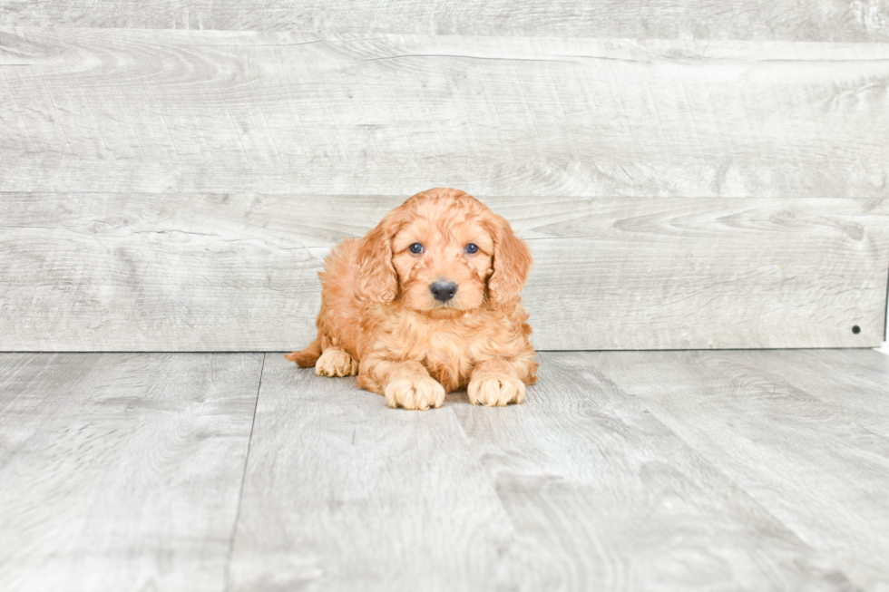 Best Mini Goldendoodle Baby