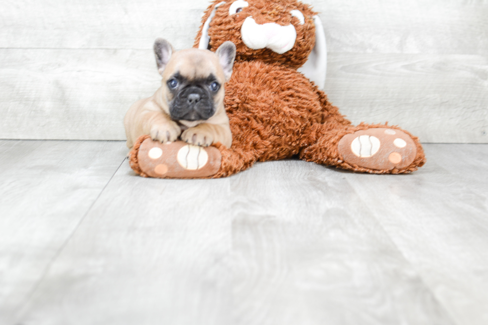 Hypoallergenic French Bulldog Baby