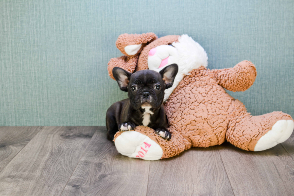 Akc Registered French Bulldog Baby