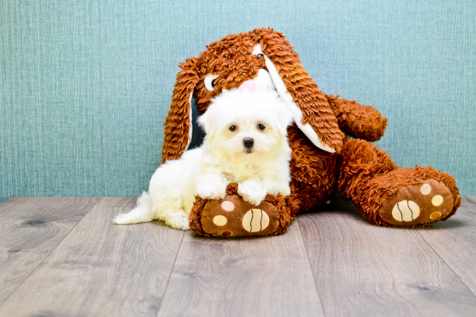 Adorable Maltese Purebred Puppy