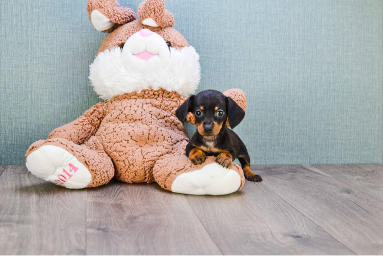 Cute Dachshund Baby