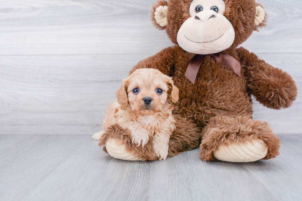 Cavapoo Puppy for Adoption