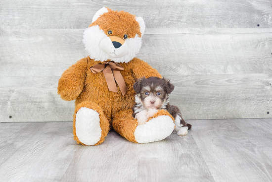 Playful Havanese Purebred Pup