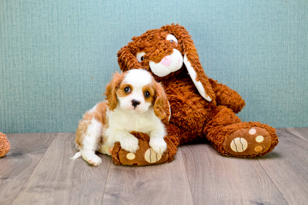 Funny Cavalier King Charles Spaniel Baby