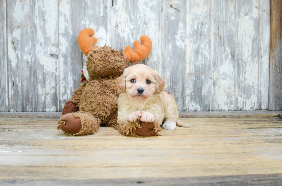 Playful Cavalier Designer Puppy