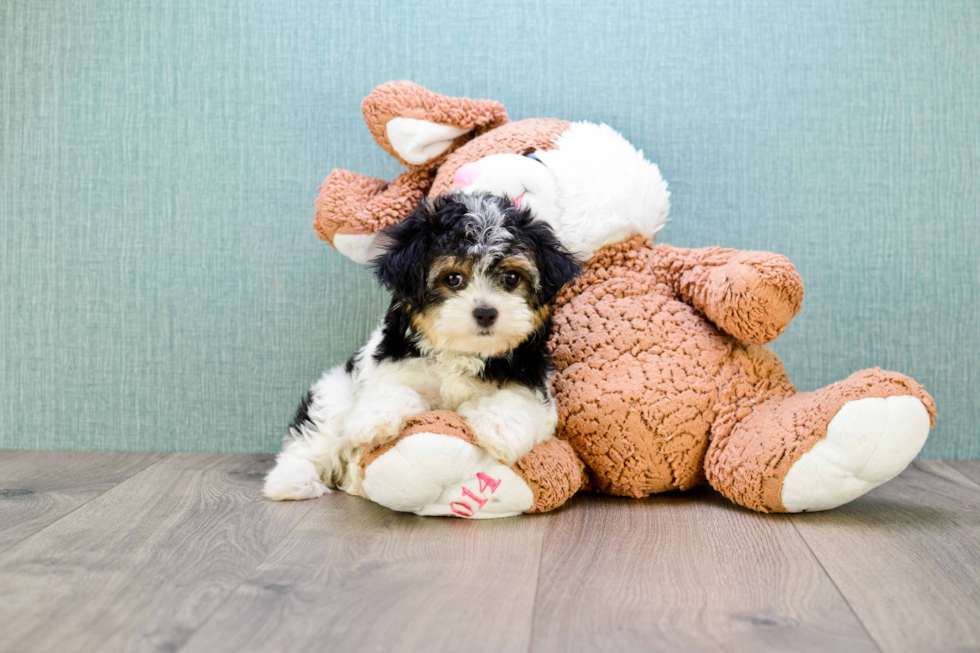 Sweet Morkie Baby