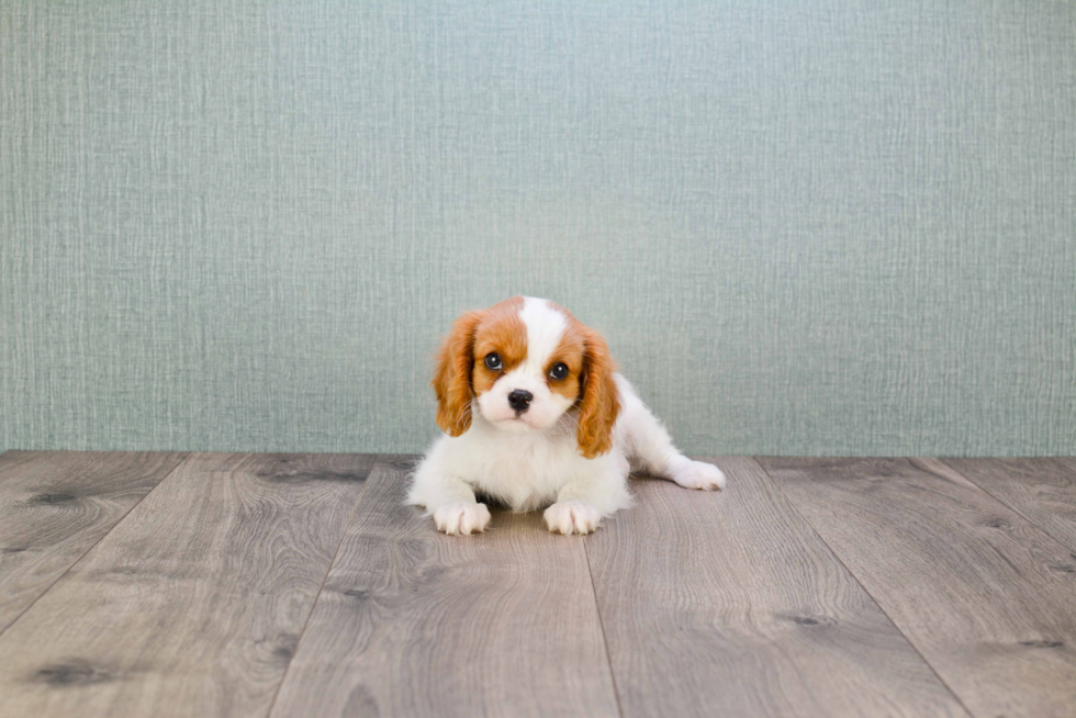 Cavalier King Charles Spaniel Puppy for Adoption