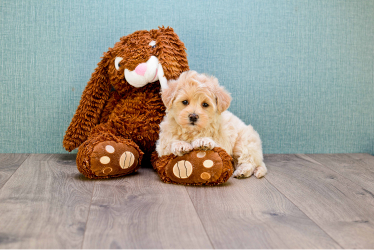 Maltipoo Puppy for Adoption