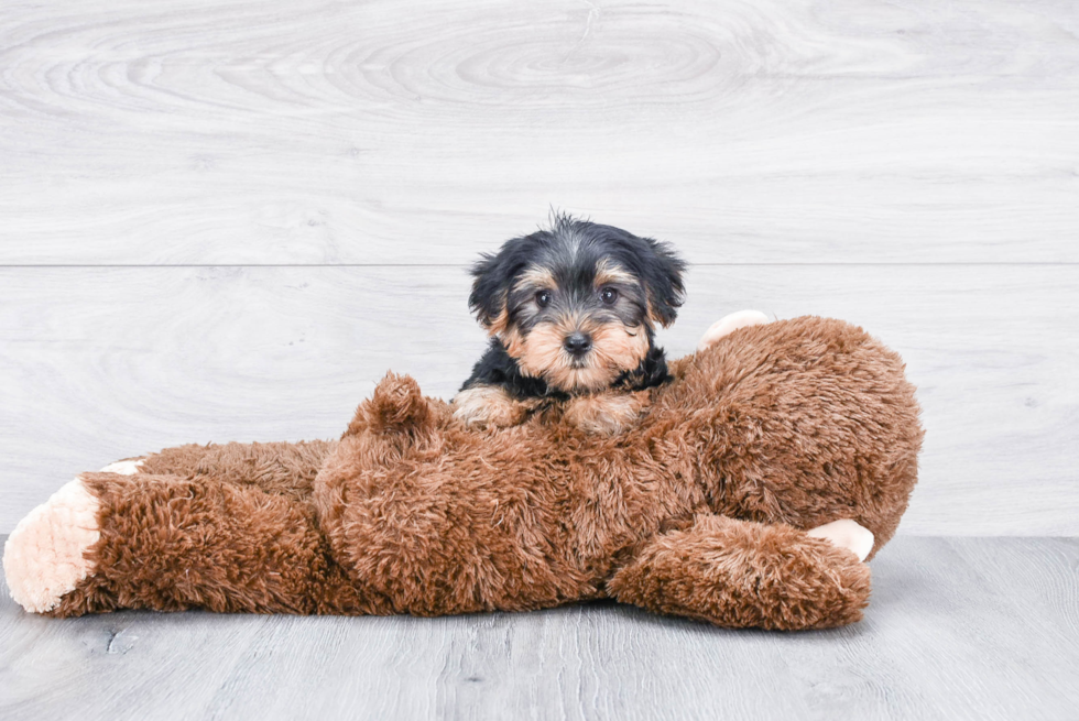 Meet Timmy - our Yorkshire Terrier Puppy Photo 