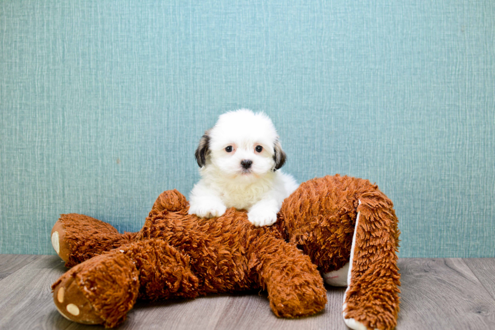 Happy Teddy Bear Baby