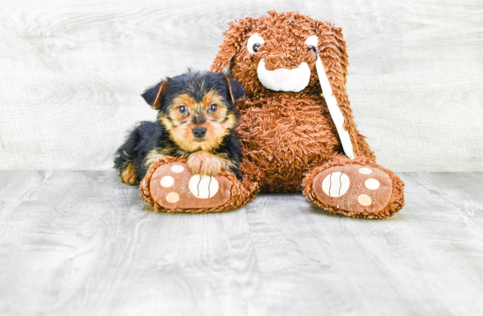 Meet Snickers - our Yorkshire Terrier Puppy Photo 