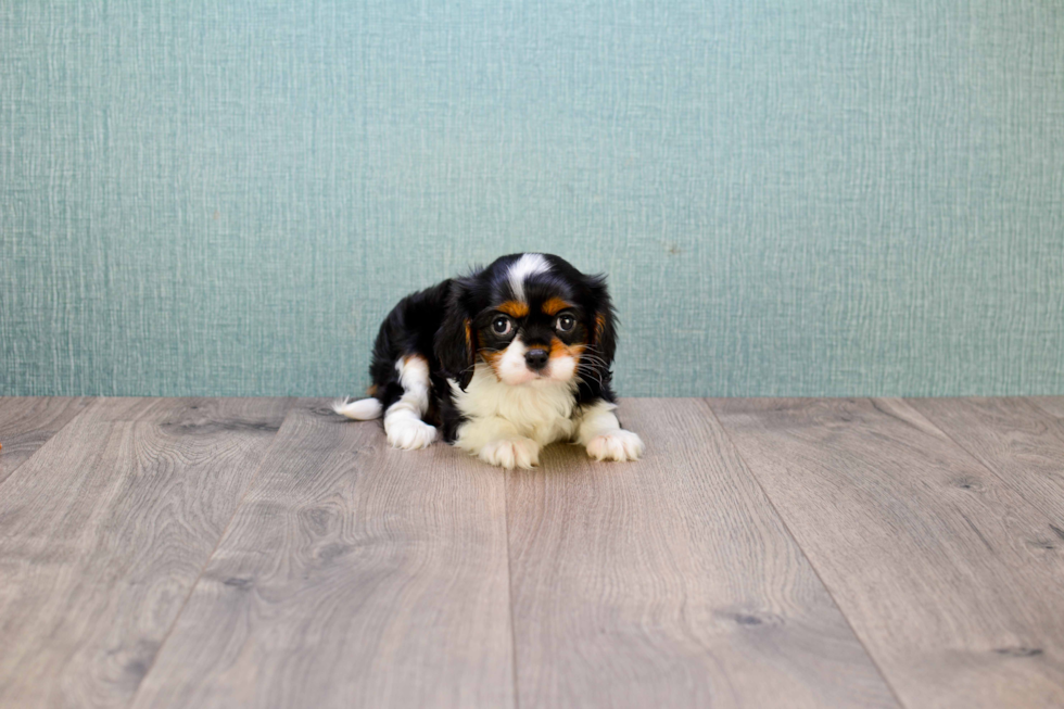 Small Cavalier King Charles Spaniel Purebred Pup