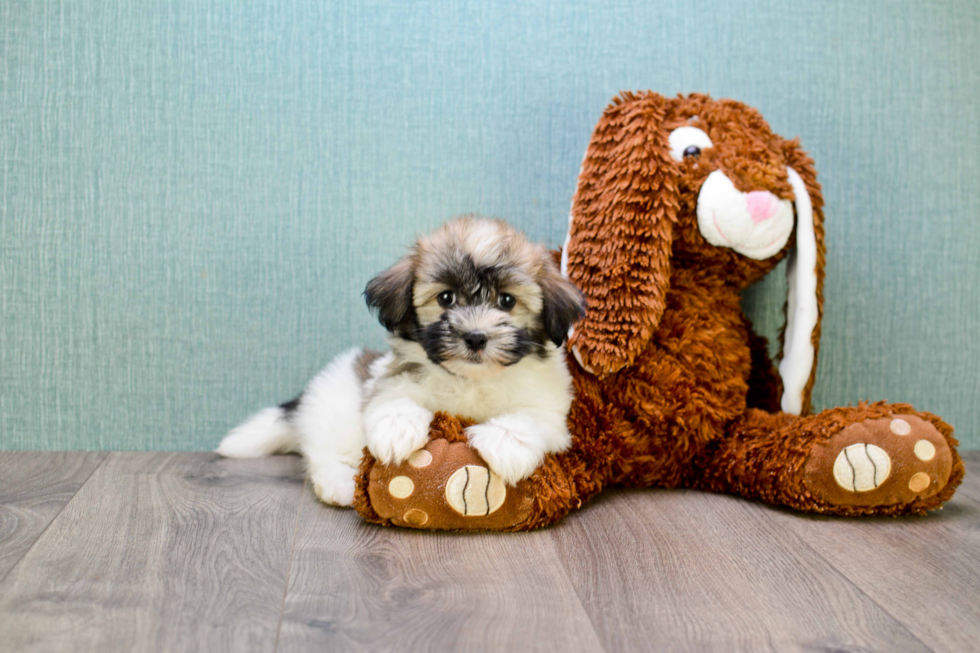 Funny Havanese Purebred Pup