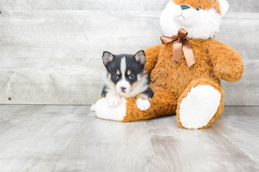 Fluffy Pomsky Designer Pup