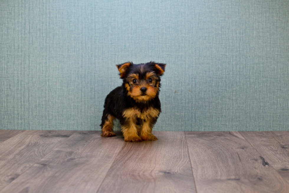 Meet Roscoe - our Yorkshire Terrier Puppy Photo 