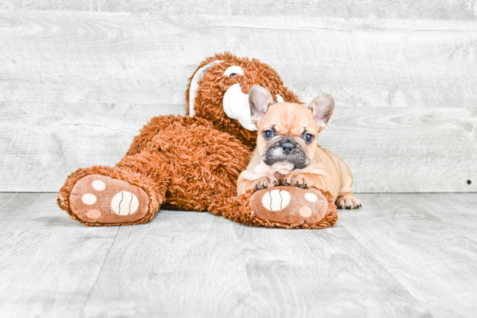 Playful French Bulldog Purebred Pup