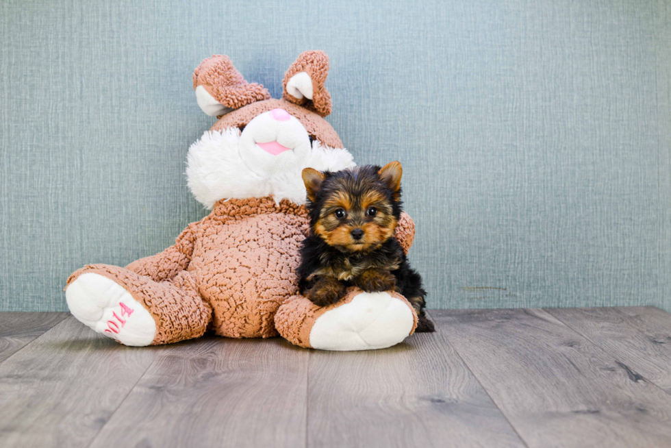 Meet Miss Perfection - our Yorkshire Terrier Puppy Photo 