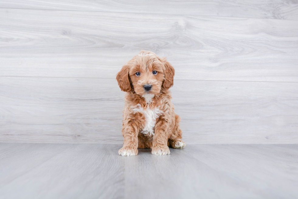 Mini Goldendoodle Pup Being Cute