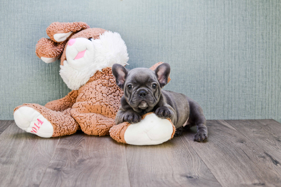 French Bulldog Puppy for Adoption