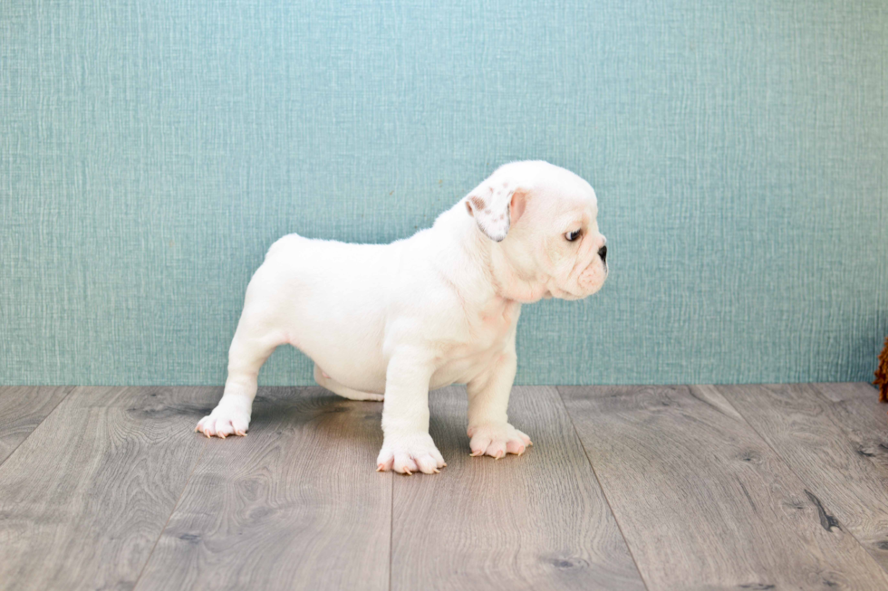 Cute English Bulldog Baby