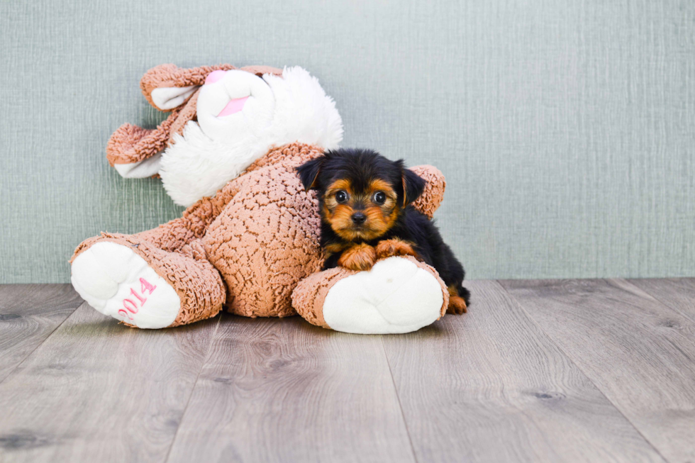 Meet Twinkle - our Yorkshire Terrier Puppy Photo 