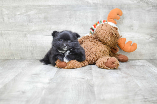 Pomeranian Puppy for Adoption