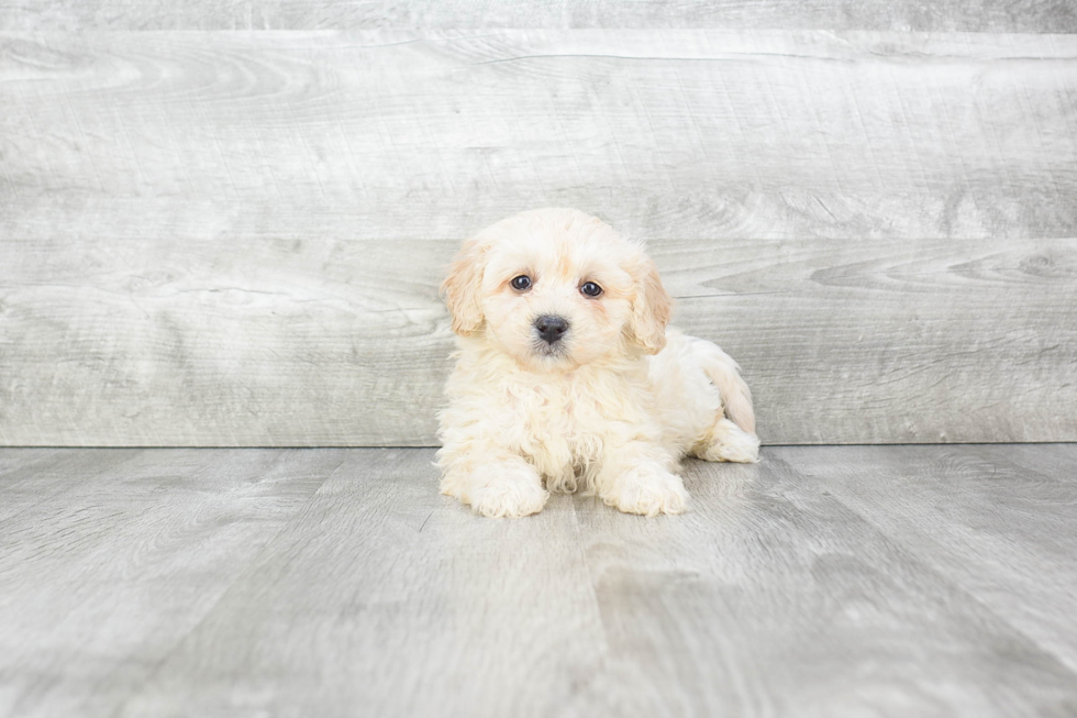 Hypoallergenic Havanese Baby