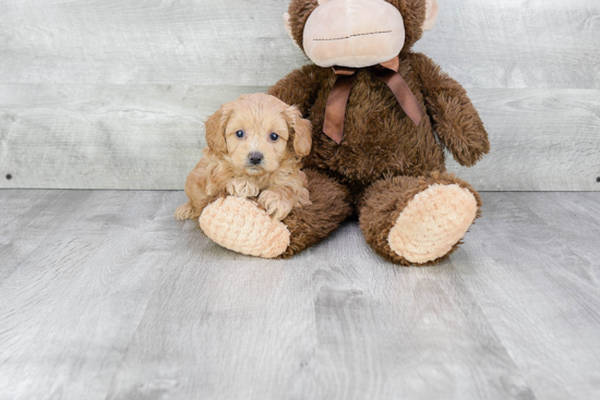 Cavapoo Puppy for Adoption