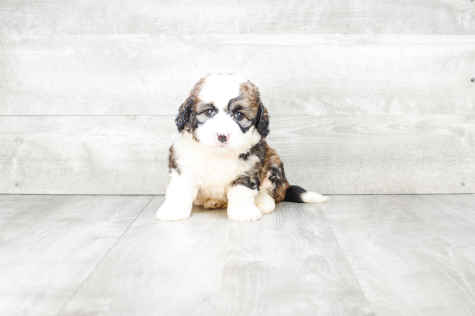 Best Mini Bernedoodle Baby