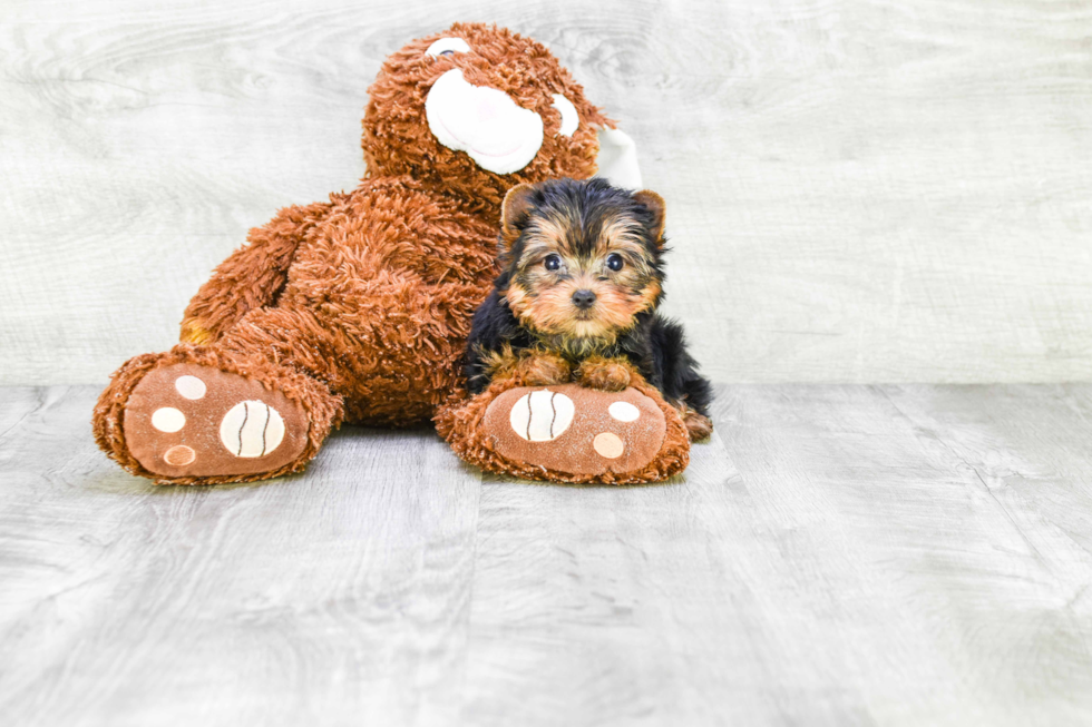 Meet Victoria - our Yorkshire Terrier Puppy Photo 