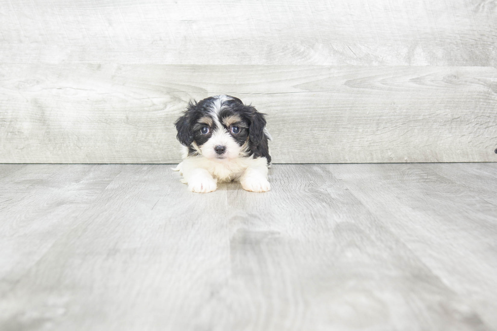 Friendly Cavachon Baby